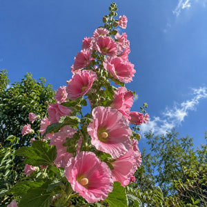 Planta adulta