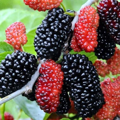 🍇 Semillas de MORA DULCE DE ÁRBOL💖🔥1 paquete - 100 semillas Aprox. (5 gr.) · TT