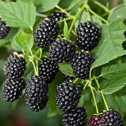 🍇 Semillas de MORA DULCE DE ÁRBOL💖🔥1 paquete - 100 semillas Aprox. (5 gr.) · TT