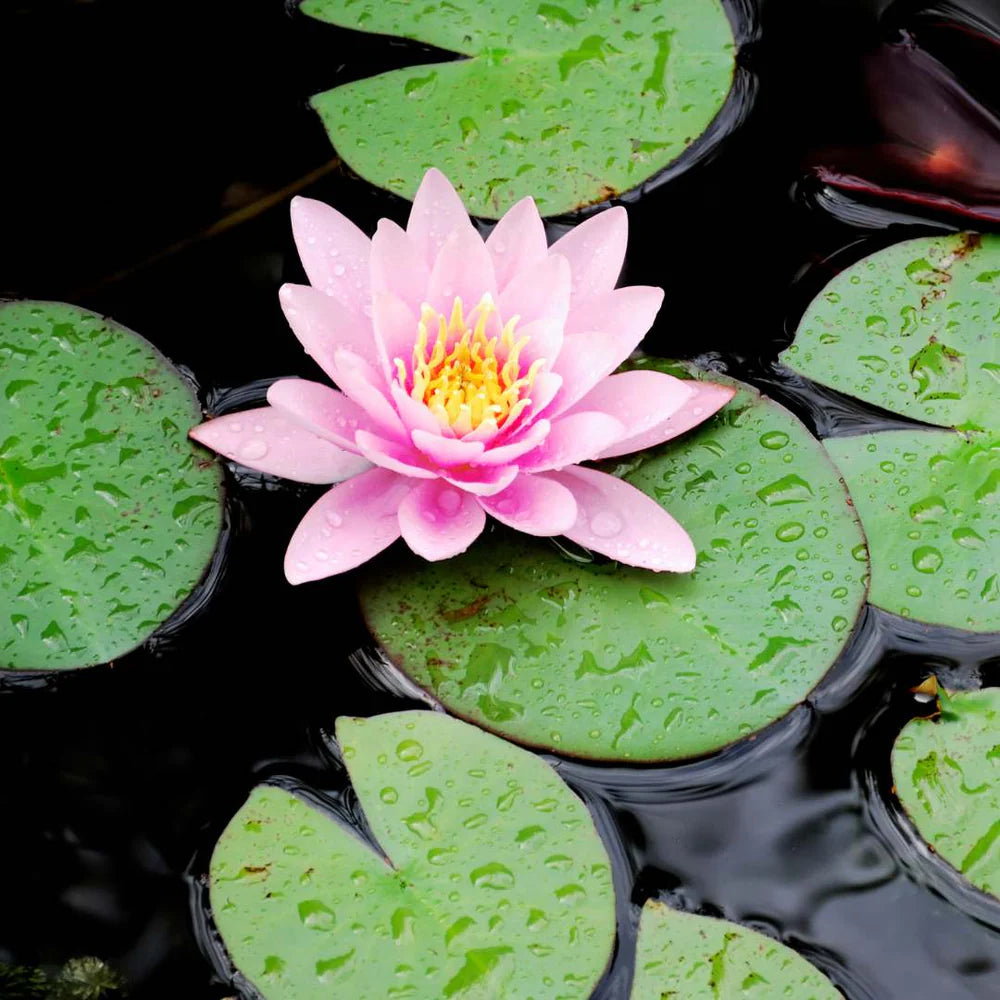 Seeds®-Todo florece cuando tu energía está en armonía… incluso tú