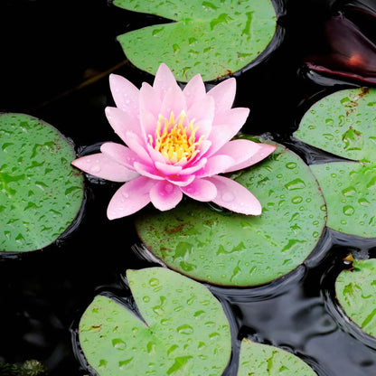 Seeds®-Todo florece cuando tu energía está en armonía… incluso tú