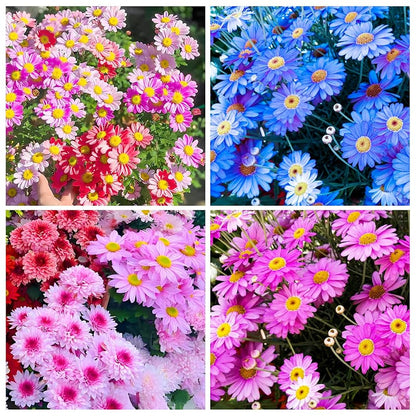 🌼 Semillas de FLOR DE PIRETRO 🔥 1 paquete – aprox. 100 semillas 🌱 (5 gr.)