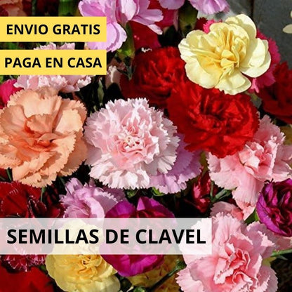 🌸Semillas de Flor de Clavel — variedades exclusivas para un jardín lleno de color y encanto💖 1 paquete – 100 semillas