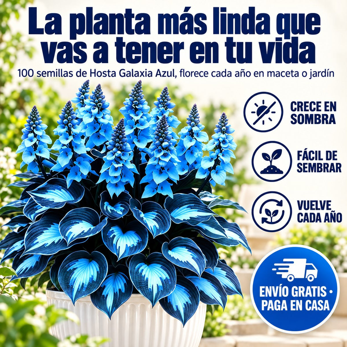 La planta más linda que vas a tener en tu vida: Hosta Galaxia Azul