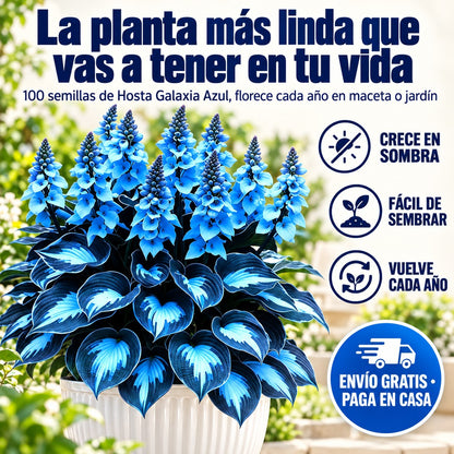 La planta más linda que vas a tener en tu vida: Hosta Galaxia Azul