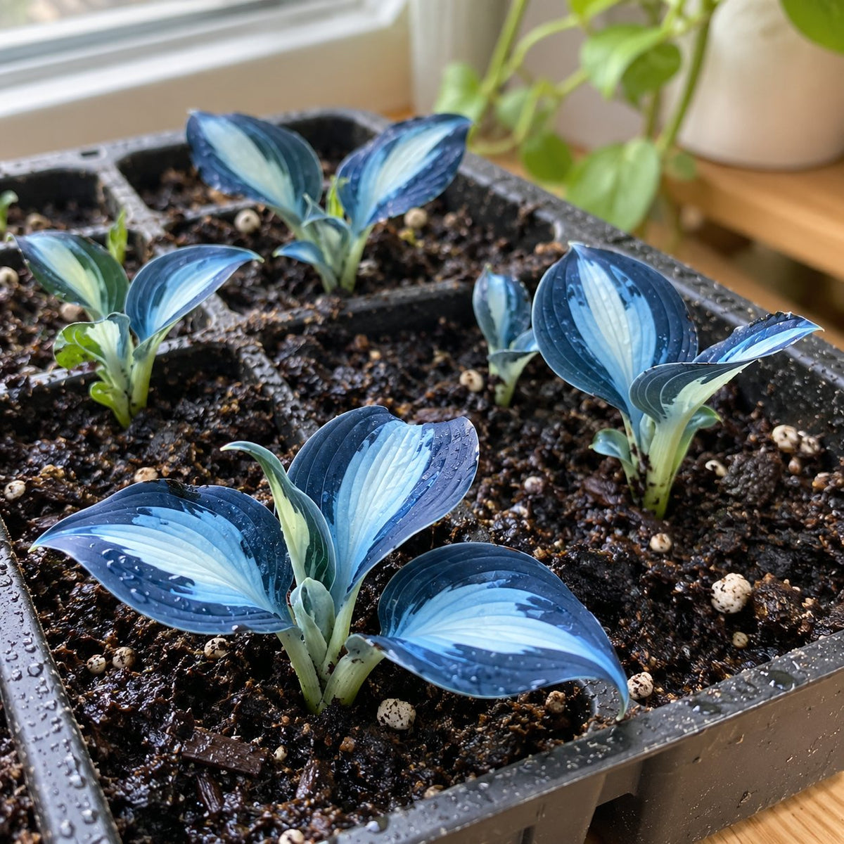 Hosta Galaxia Azul