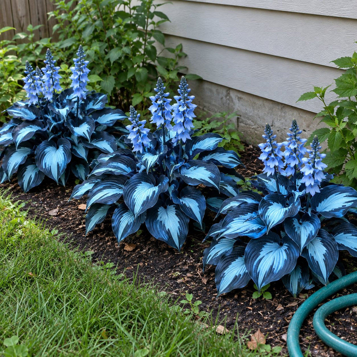 Hosta Galaxia Azul
