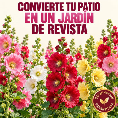 Semillas de Malva Real
