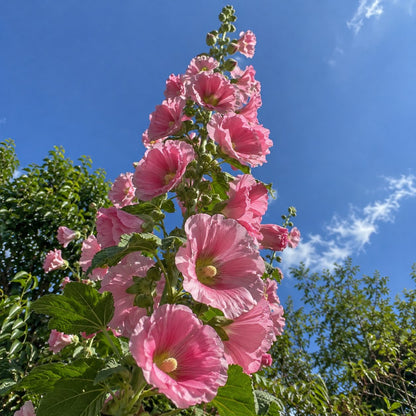 Semillas de Malva Real - paso-3