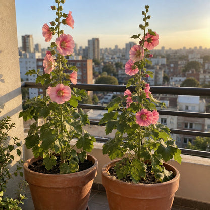 Semillas de Malva Real - testimonio-3