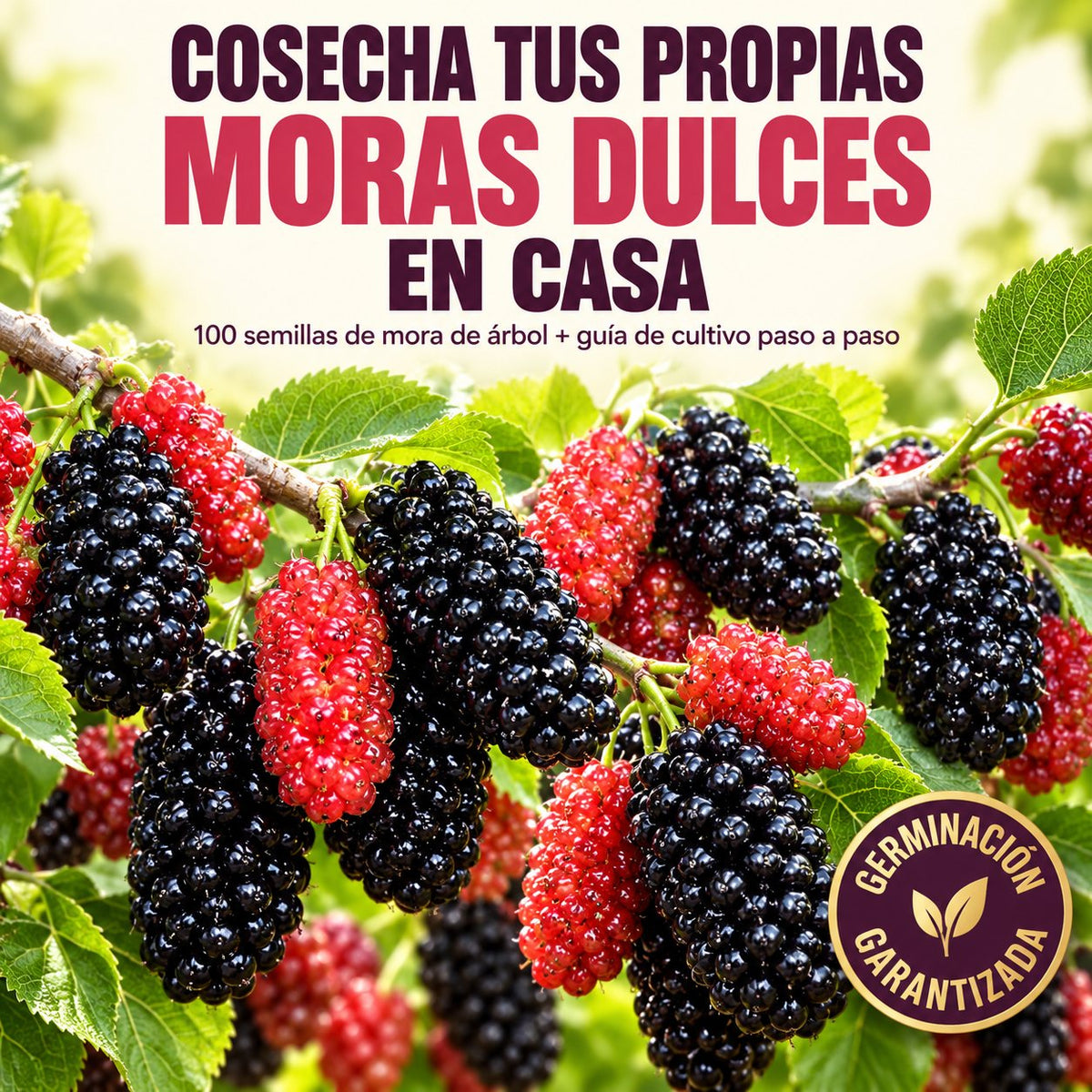 Semillas de Mora Dulce de Árbol